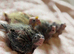 Hand-Reared Cockatiels
