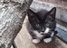 Adorable black and white kittens