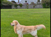 kc registered Golden retriever pappys cornwall