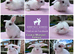 Baby Mini Lop Bunnies - Take home today!