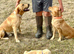 RKC REG'D GOLDEN YELLOW BEAUTIFUL LAB PUPS