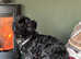 Sweet terrier - teckel x Scottie