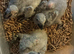 Baby african greys *2 remaining*