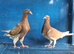 Young choclate muleman pair