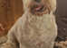 FULLY QUALIFIED PROFESSIONAL 1:1 DOG GROOMING SERVICE
