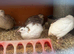 Jumbo coturnix quail