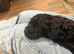 Toy cockapoo puppy girl 10 weeks old
