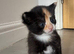 Kittens for sale