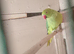 Pair ringnecks