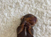 True chocolate miniature dachshunds