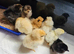 Pekin,,tuftie chicks