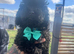 LAST ONE!! Beautiful Black Toy Poodle boy !!