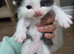 Bshx Persian kittens ️