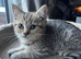 Gorgeous British shorthair male kitten