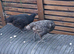 Purebred and mixed breed pullets