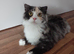 Persian x Scottish fold 6 months female