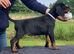 IKC Registered pups from Health Tested Parents