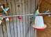Budgies for sale