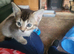 3 x Half bengal kittens for sale