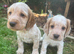 Gorgeous cocker spaniel puppies