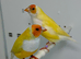 Yellow Gouldian finches for sale
