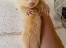 Semi angora albino hob