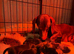Dachshund puppies LAST GIRL LEFT