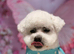 Kc Bichon Frise