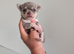 Beautiful quality tiny apple head chihuahuas