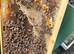 6 Frame Langstroth Nuc of Honeybees early Spring 2027