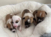 Jockrussel pups for sale