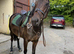 16hh sports horse