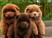 chow chow puppies