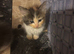 Ragdoll Kittens Xx