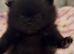 Teddy bear double coat fluffy Pom