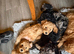 3 puppies left