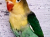 Baby love birds