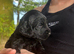Beautiful Cockapoo boy Puppy &ndash; 1 Boy left