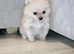 Mini Pomsky Puppy