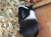 Guinea Pigs