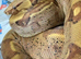 Quick Sale on Hypo Jungle Common Boa at Birmingham Reptiles