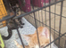 Beautiful Kittens