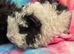 3x male Alpaca Guinea pigs for sale
