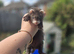 Semi Angora ferrets
