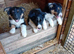 Border Collie puppies ISDS