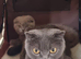 Last Beautiful Female kittens