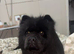 Female chow chow
