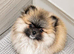 Exceptional Teddy bear face girl Croydon
