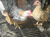 Mini seremas chicks 3 months old