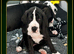 great dane puppies